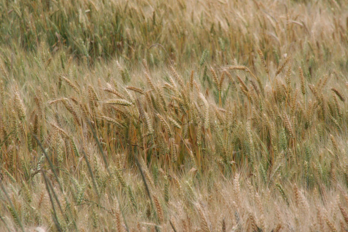 wheat03