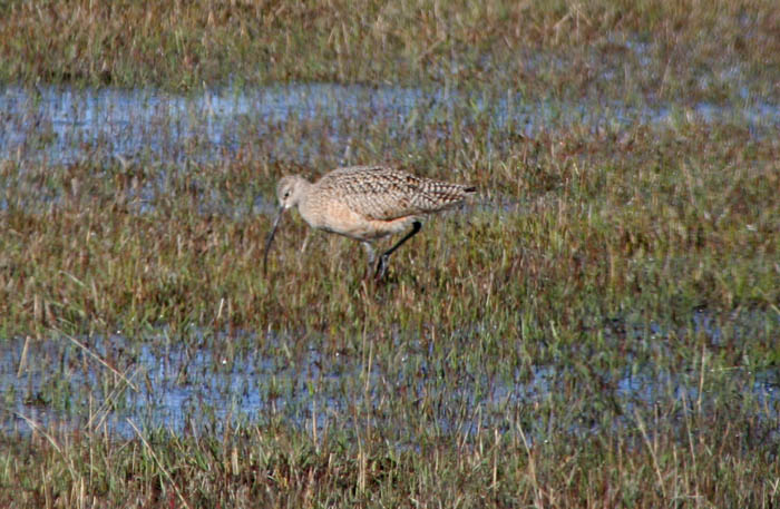 curlew01