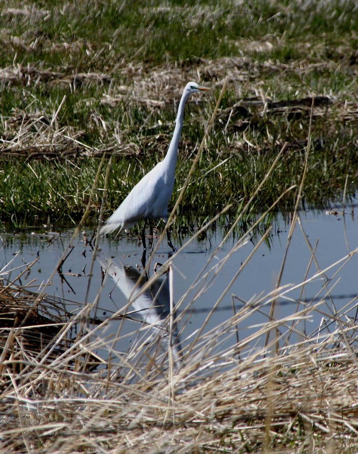 egret04