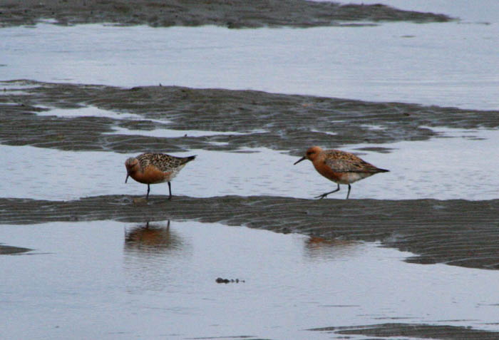 redknot1