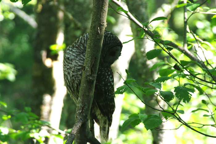 barred owl