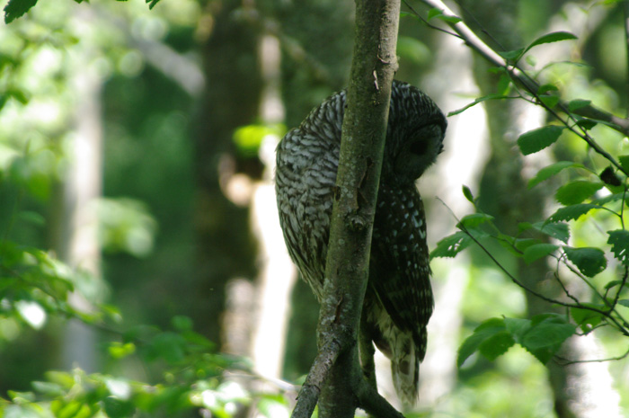 barred owl
