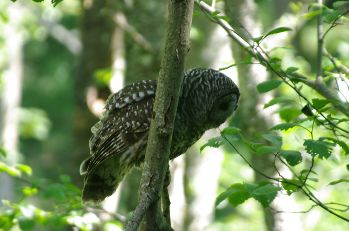 barred owl