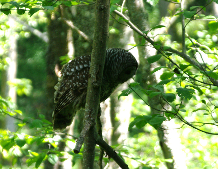 barred owl