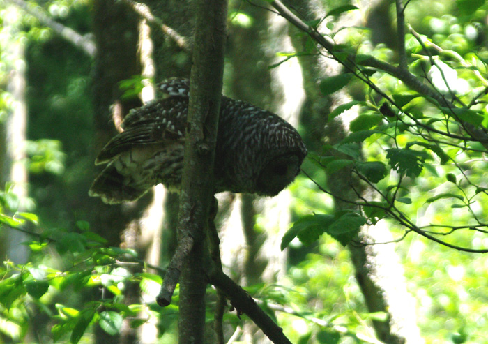 barred owl