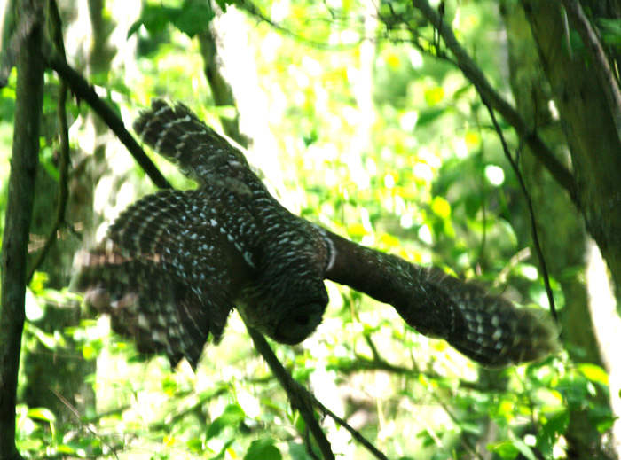 barred owl