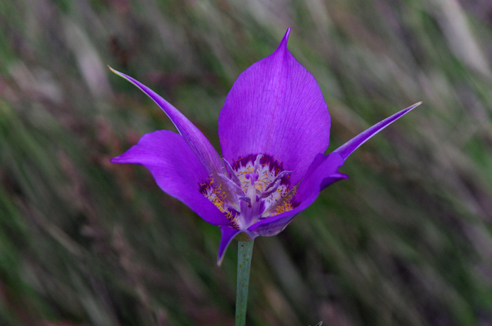 p008675