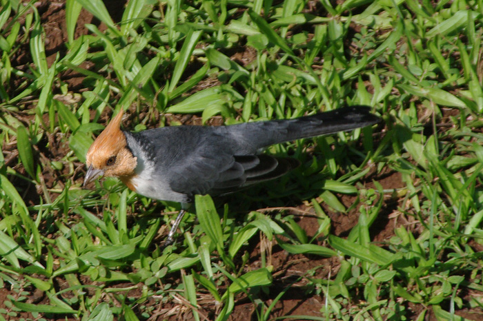 p007235